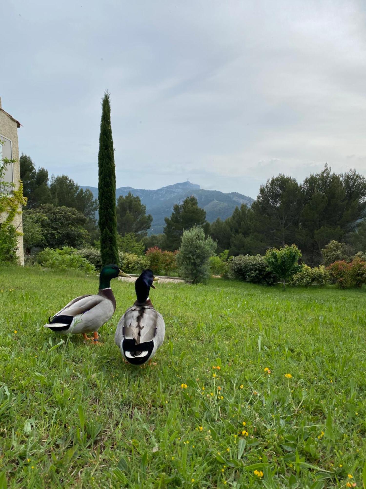 La Maison Perchée Auriol Exterior foto